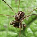 Forsteropsalis pureora