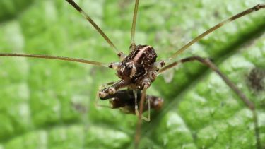 Forsteropsalis pureora