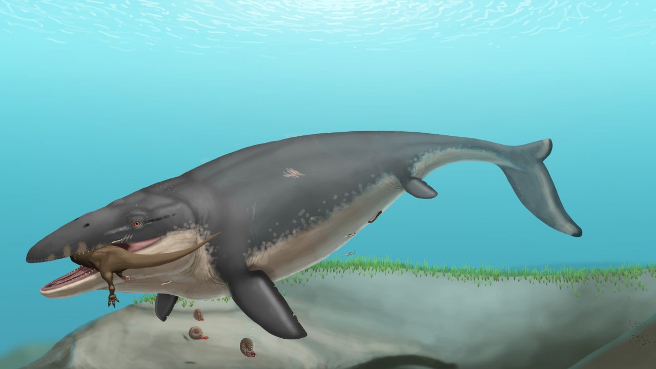 En rekonstruktion af arten Mosasaurus hoffmannii.