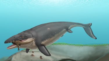 En rekonstruktion af arten Mosasaurus hoffmannii.