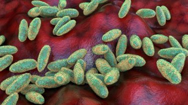 Illustration af Yersinia Pestis bakterien