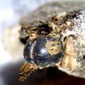Nærbillede af en bi, der faktisk ligner en bi, på trods af dens alder på knap 3.000 år - bierne er med andre ord utroligt velbevarede på grund af deres mumificering.
