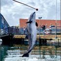 Marsvinet Freja der hopper op til en bold i en øvelse ved Fjord&Bælt