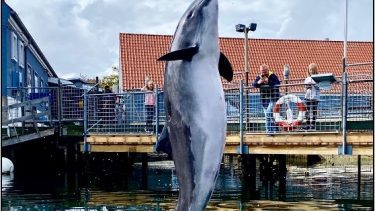 Marsvinet Freja der hopper op til en bold i en øvelse ved Fjord&Bælt