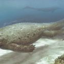 illustration af den marine dinosaur Prosaurosphargis yingzishanensis