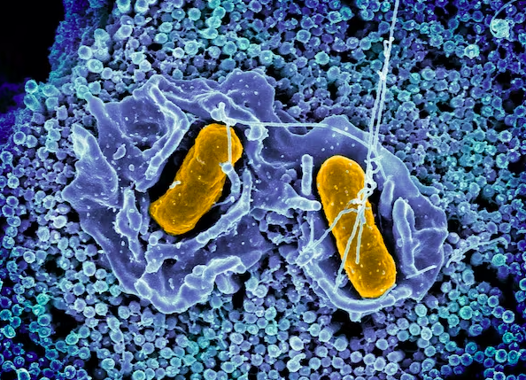 Salmonella-bakterie