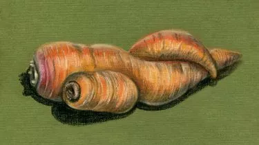 Gulerødder snor sig om hinanden