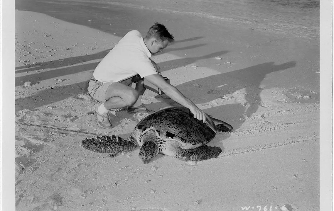 Skildpadde på strand i 1950erne