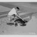 Skildpadde på strand i 1950erne