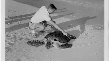 Skildpadde på strand i 1950erne