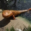 Tiktaalik er en uddød fortidsfisk, som levede i ferskvand for cirka 375 millioner år siden.