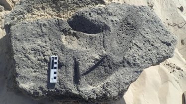 fossilt aftryk af verdens måske første sko