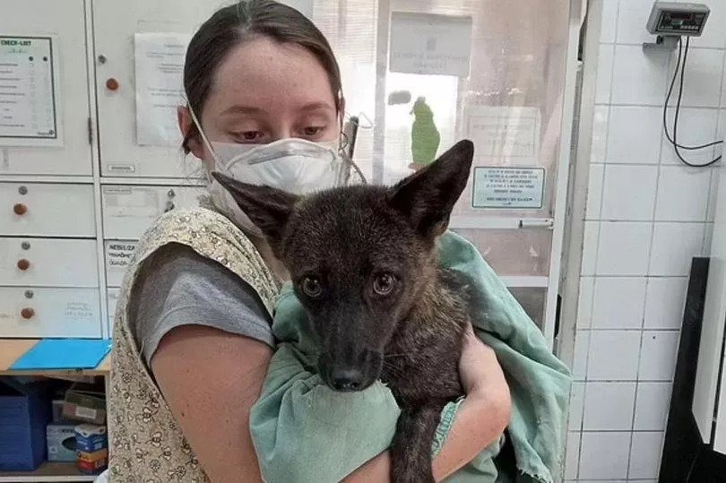 Dogxim blanding mellem hund og ræv