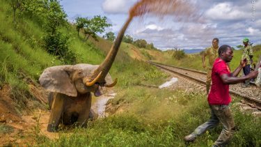elefant kæmper for livet ved siden af jernbanespor