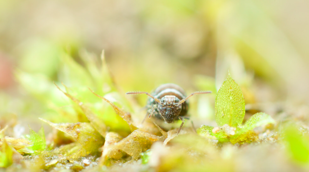 Springhale (Fasciosminthurus quinquefasciatus