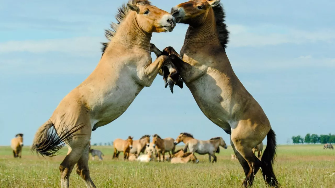 hungarian wildhorses