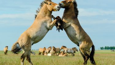 hungarian wildhorses
