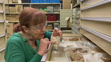 Professor Kate Trinajstic undersøger fossil