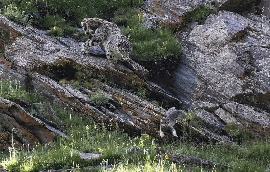 sneleopard jagter pallas kat blandt sten