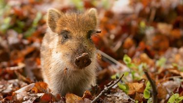 Lille vildsvineunge i en skovbund