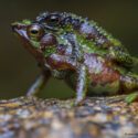 'Morona-Santiago Stubfoot Toad', (Atelopus halihelos)