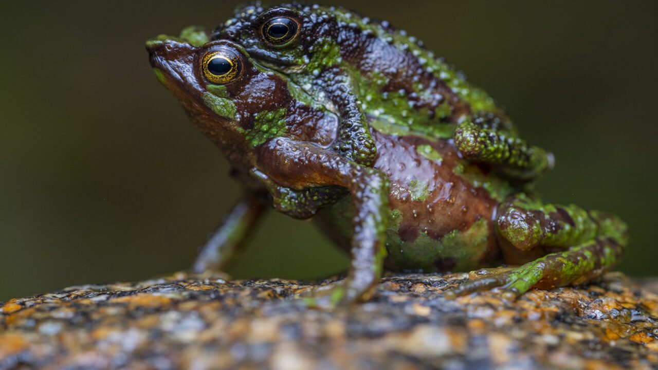 'Morona-Santiago Stubfoot Toad', (Atelopus halihelos)
