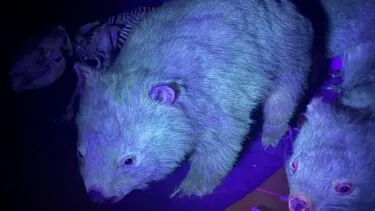Selvlysende vombat under UV-lys