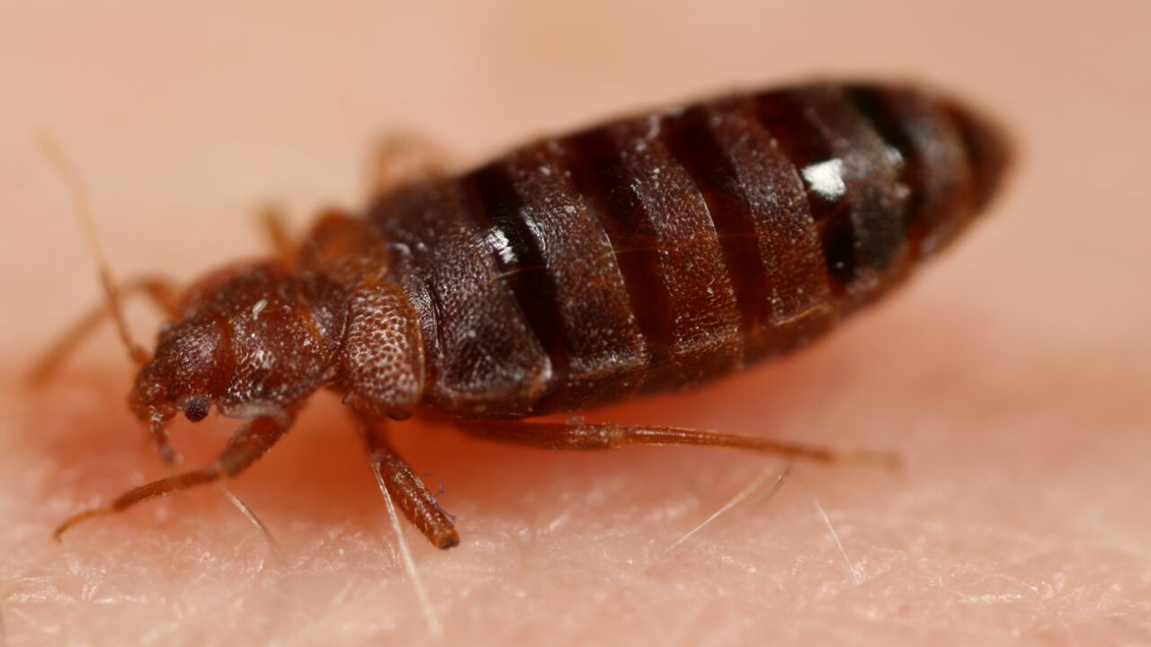 Close-up af væggelus der suger blod