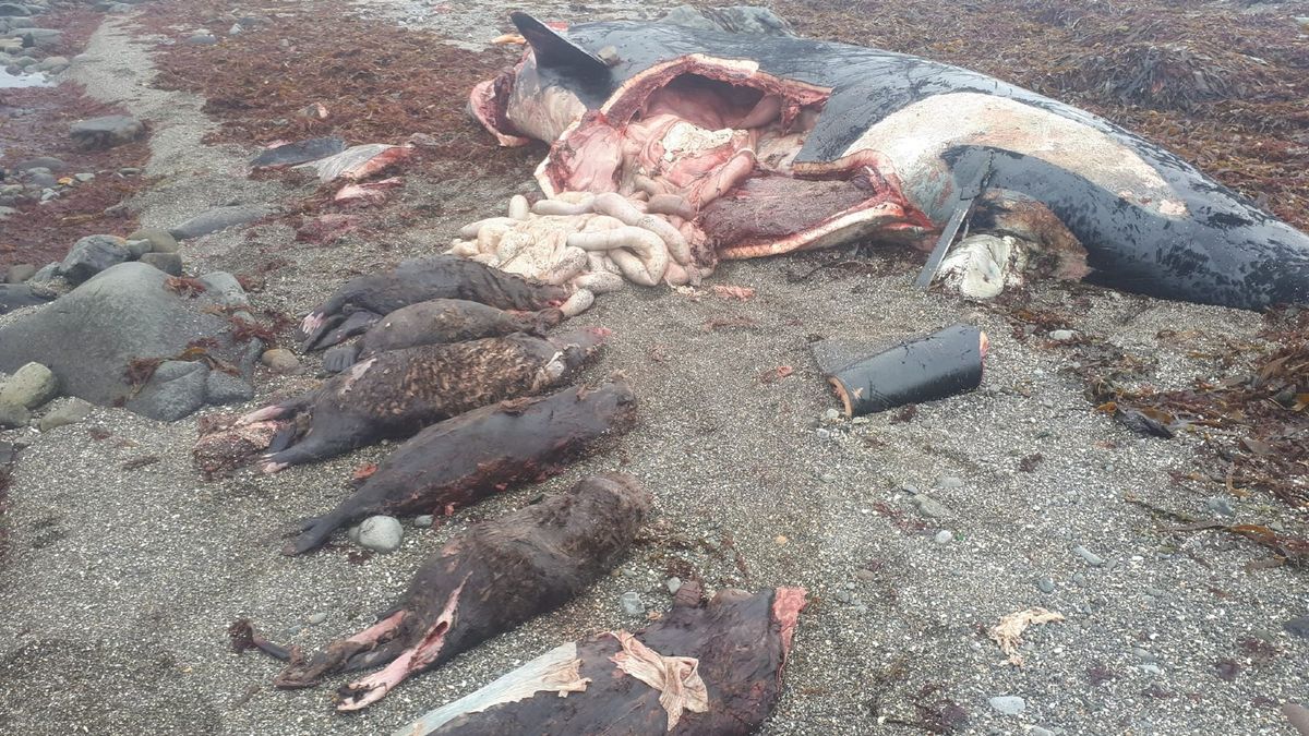 Indhold i maven på død spækhugger