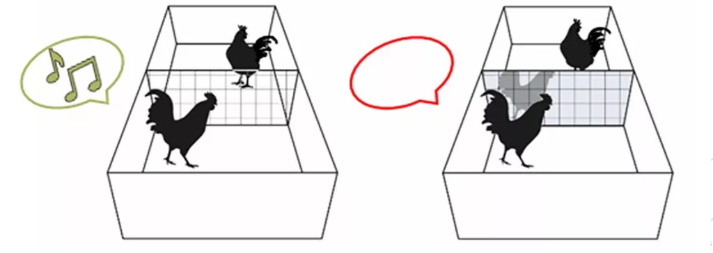 Grafisk illustration af en hane, som galer, når den ser en anden hane og en hane, der er stille, når den ser sit eget spejlbillede.