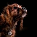 Portrætfoto af en brun Cavalier King Charles Spaniel