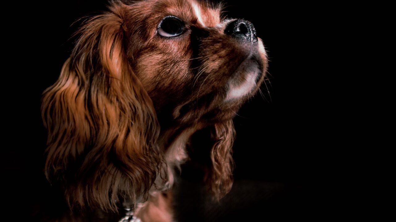 Portrætfoto af en brun Cavalier King Charles Spaniel