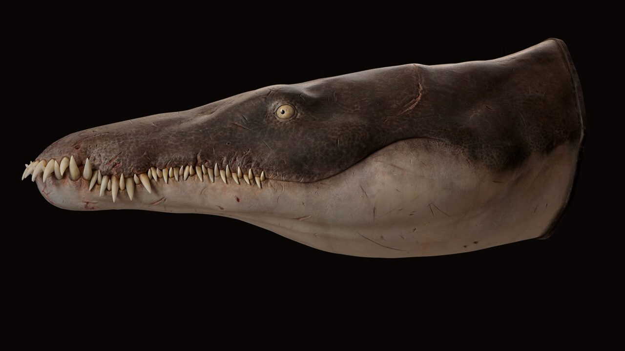 lorrainosaurus rekonstruktion