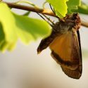 Stor smutugle (Noctua pronuba)
