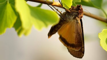 Stor smutugle (Noctua pronuba)