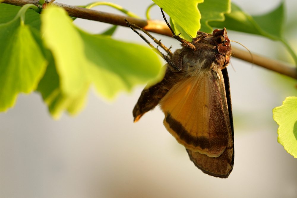 Stor smutugle (Noctua pronuba)