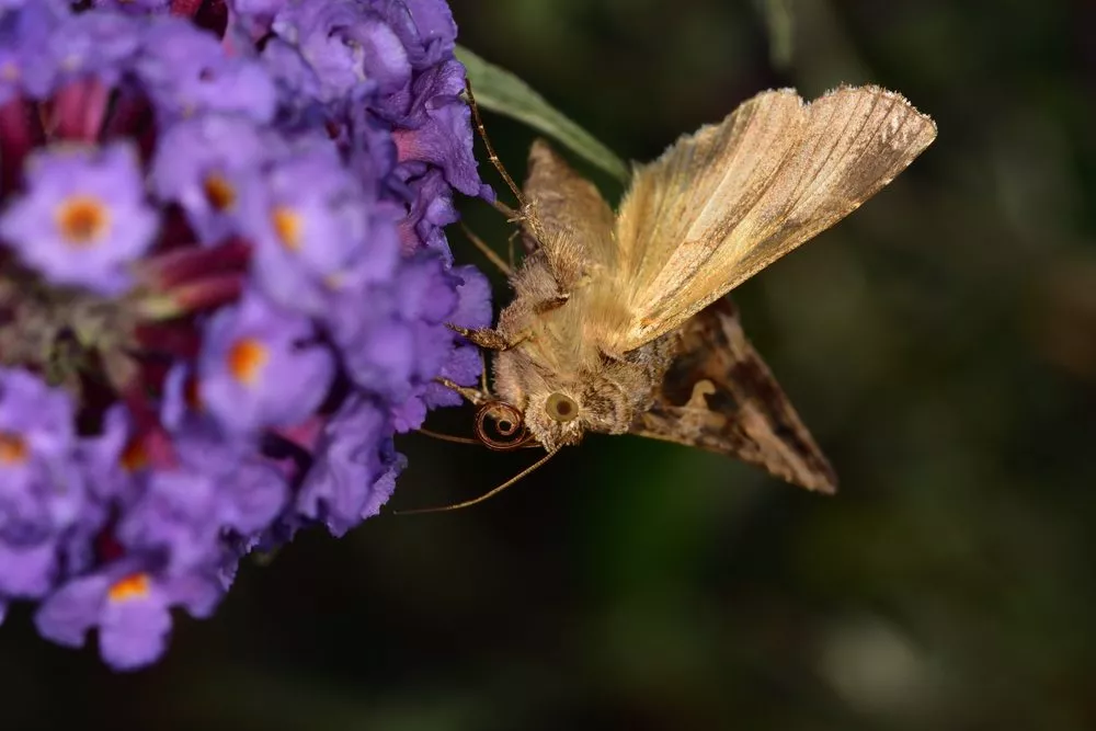 Gammaugle (Autographa gamma) besøger en blomst