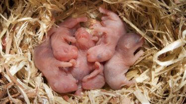sperminid kosttilskud aldring fertilitet graviditet