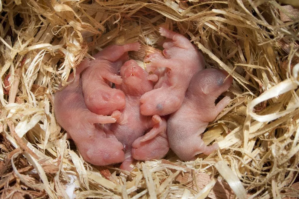 sperminid kosttilskud aldring fertilitet graviditet