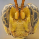 Ny hvepseart opdaget i Amazonas