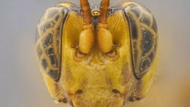 Ny hvepseart opdaget i Amazonas