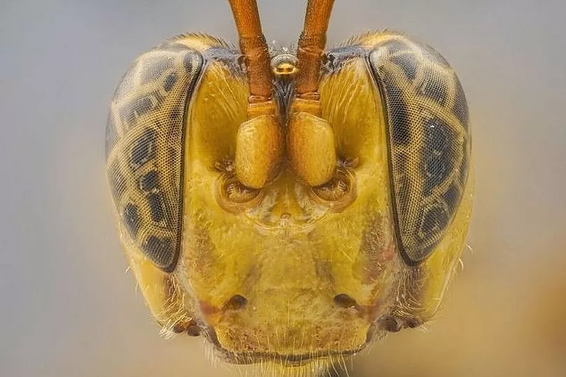 Ny hvepseart opdaget i Amazonas