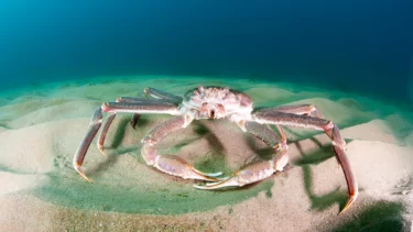 snekrabbe på bunden af havet
