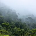 Tåget billede af Amazonas-regnskoven i fugleperspektiv