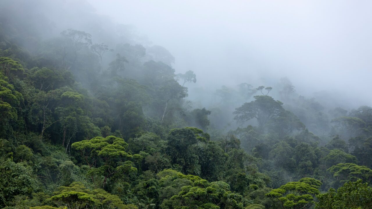 Tåget billede af Amazonas-regnskoven i fugleperspektiv