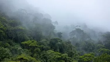 Tåget billede af Amazonas-regnskoven i fugleperspektiv