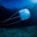 Vandmand i havet