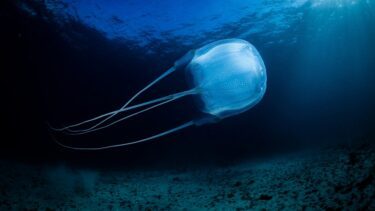 Vandmand i havet