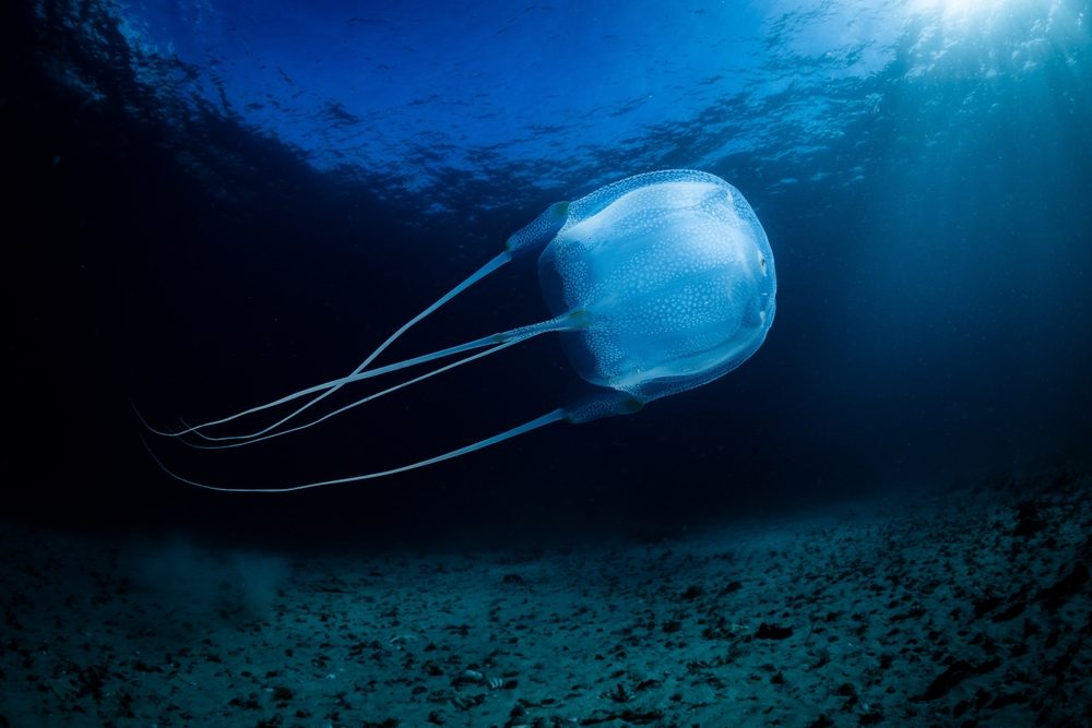 Vandmand i havet