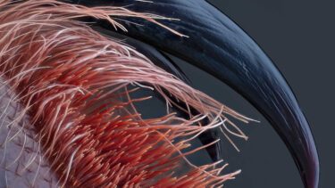 nikon small world giftige hugtænder set gennem mikroskop